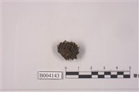 藏品(卷葉苔屬)的圖片